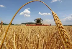 На Одещині намолотили перші 100 тис. тонн зерна