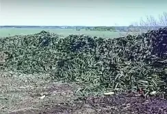 На росії не вистачає робітників – огірки з теплиць везуть на звалище