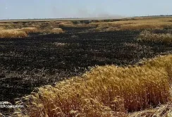На Херсонщині окупанти за допомогою дронів підпалюють поля з пшеницею