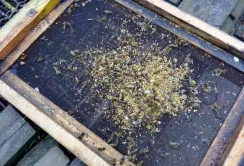 На Одещині зафіксували масове отруєння бджіл