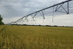 Завдяки зрошенню ОВК «Квітучі Лани»збільшила врожайність до 20%