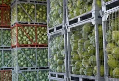 Для зберігання врожаю Україні не вистачає принаймі 150 овочесховищ