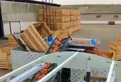 ПАЕК закладає овочі на зберігання