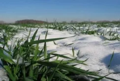 На Вінничині вчені стурбовані станом озимих через морози