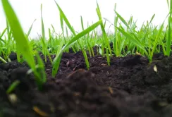 На Львівщині збільшують площі під озимими культурами