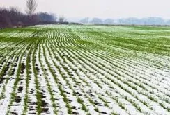 Озимі культури на всій території Україні перейшли у фазу спокою