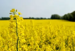 Посіви озимого ріпаку на Кіровоградщині збільшились на 21%