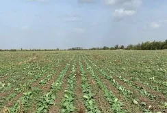 Озимий ріпак на півдні Миколаївщини в гарному стані