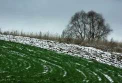 Аграріям доведеться пересіяти 10-15% озимих зернових