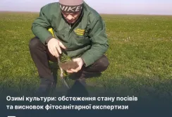 Кіровоградщина: стан озимих посівів добрий та задовільний