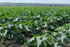 ПАЕК завершує збирати перший врожай овочів та розпочне збирати другий
