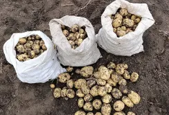 ПАЕК збирає картоплю другого врожаю