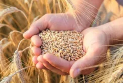 Палестина отримала зерно в рамках гуманітарної програми «Grain from Ukraine»