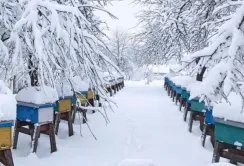 На Івано-Франківщині побільшало племінних пасік