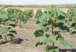 Ділянки, зруйновані видобутком бурштину, відновлять за допомогою павлонії