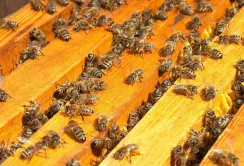 Через підгодовування цукровим сиропом гинуть бджоли?
