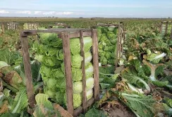 Волинське село забезпечує пекінською капустою весь регіон