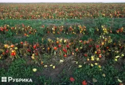 Тонни овочів залишились на полях — наслідки окупації Херсонщини