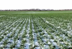 Загрозливих явищ для перезимівлі озимих та плодових не спостерігається, – Укргідрометеоцентр