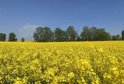 Розмаїття використання ріпаку у світі сприяє його вирощуванню  в Україні – досвід фермерів