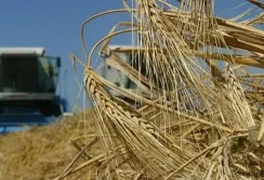 ВАР закликала владу підтримати агросектор на окупованих та прифронтових регіонах