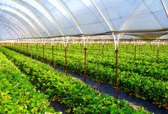 У Європі під плівкою вирощується 80% врожаю, в Україні - лише 10%