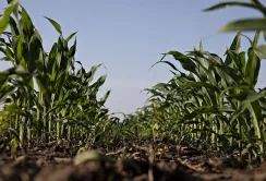 На Львівщині зменшують площі під кукурудзою