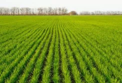 Аграріям потрібне насіння, щоб збільшити площі посівів на 30%