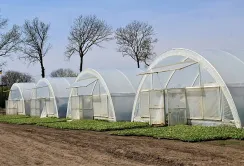 «Поділля Овочі» за два роки відкрили 42 теплиці