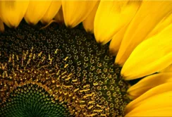 DuPont Pioneer запустить на Полтавщині лінію з виробництва насіння соняшнику