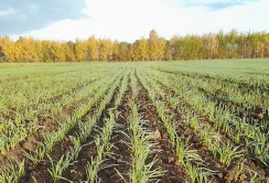 Погодні умови у квітні сприяли розвитку озимих та ранніх посівів ярих культур, –  Укргідрометеоцентр