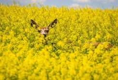 Ріпак: важливі попередники та насіння