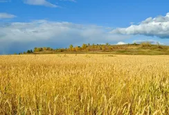 Найбільше української пшениці їде в Індонезію та Філіппіни