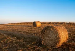 Тепер страхувати сільгосппродукцію будуть по-новому - Нацкомфінпослуг