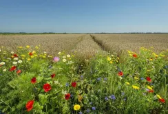 На Чернігівщині понад 1080 га угідь нададуть статус спеціальної сировинної зони