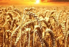 Уряд Польщі не дозволить українському зерну заполонити країну, – заява прем’єра