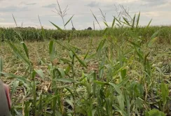 На Полтавщині фермери потерпають від нашестя свиней