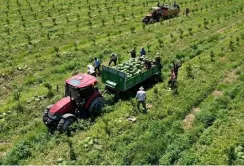 Попит на кавуни в Туреччині зріс завдяки Євро-2024
