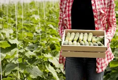 Магазини віддають перевагу огіркам з місцевих тепличних комбінатів попри вищу ціну