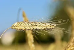 На міжнародних ринках зберігається попит на український ячмінь