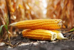 Спека в країнах ЄС утримує стабільний попит на українську кукурудзу