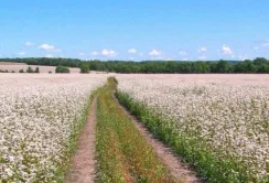 В цьому році аграрії Київщини збільшили посіви гречки на 46%