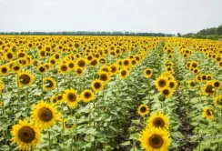 Сою та соняшник замість кукурудзи будуть сіяти полтавські фермери