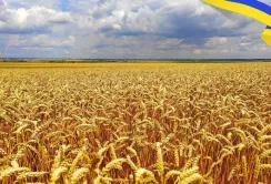 Посівні площі та експорт агропродукції можуть залишитись на минулорічному рівні