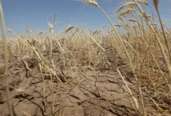 Одещина може недорахуватись 40 % врожаю