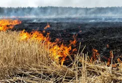 На Дніпропетровщині ворог спалив 90 га озимого ячменю