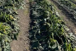 Приморозки не дали зібрати другий врожай овочів на Миколаївщині