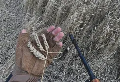 Головні виклики для агросектору: ліміти на землю та кредитування