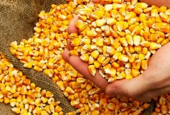 Фермери стримують продаж кукурудзи в очікуванні зростання цін
