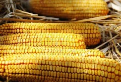 Аграрії стримують продаж кукурудзи в очікуванні кращої ціни